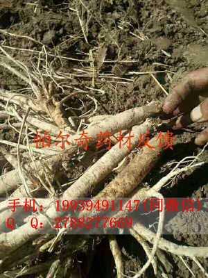 蘆根葉面肥廠家價格/帕爾奇中藥材肥料直銷價